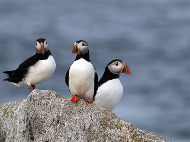 Atlantic Puffin