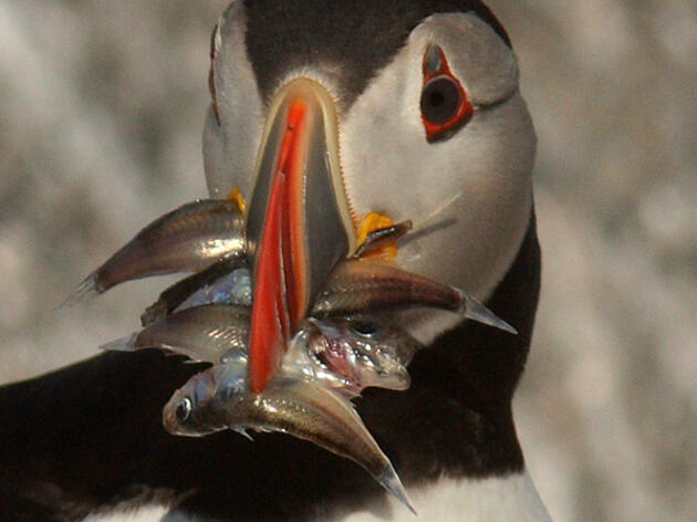 What Puffins Eat