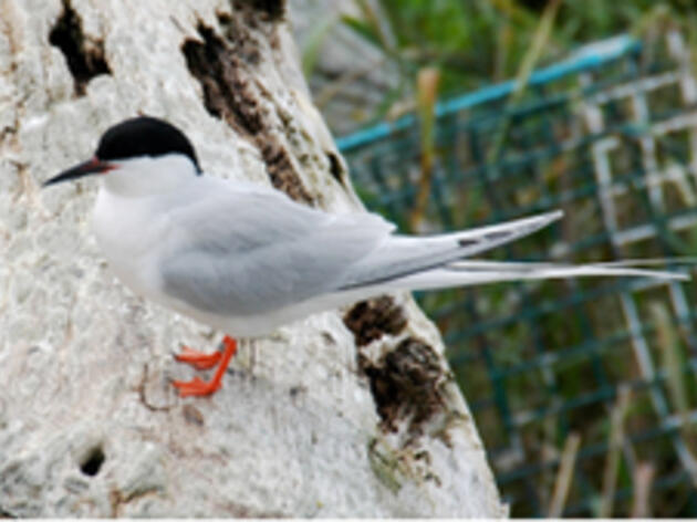 Roseate Terns