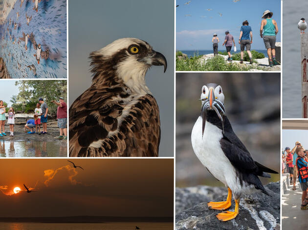 Audubon Seabird Institute