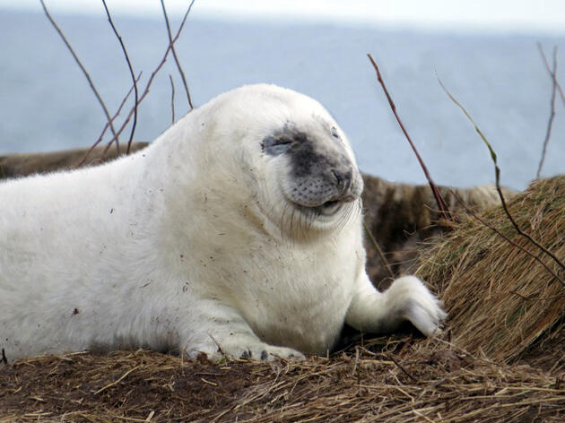 Seal Island Cam