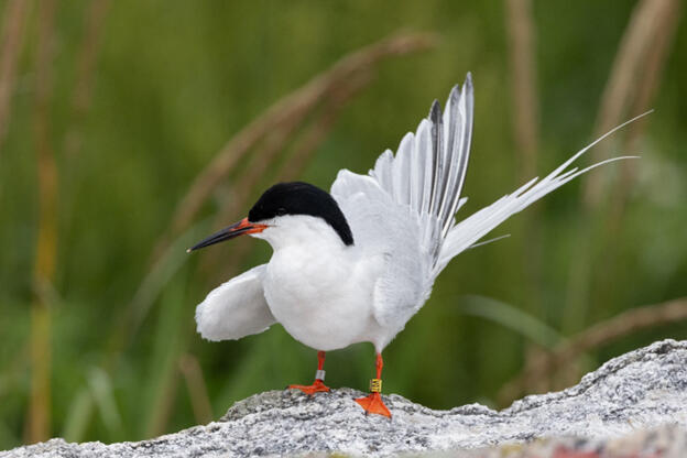 Roseate Tern Roseate Tern