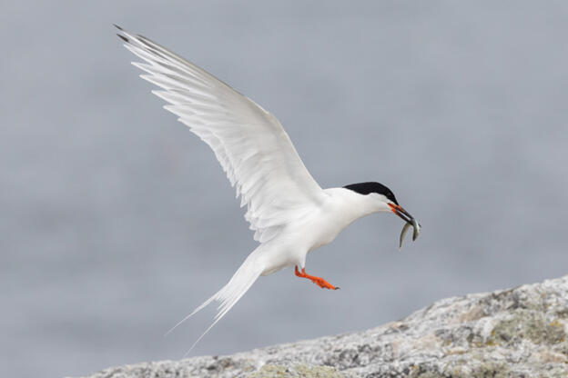 Roseate Tern with food delivery Roseate Tern with food delivery