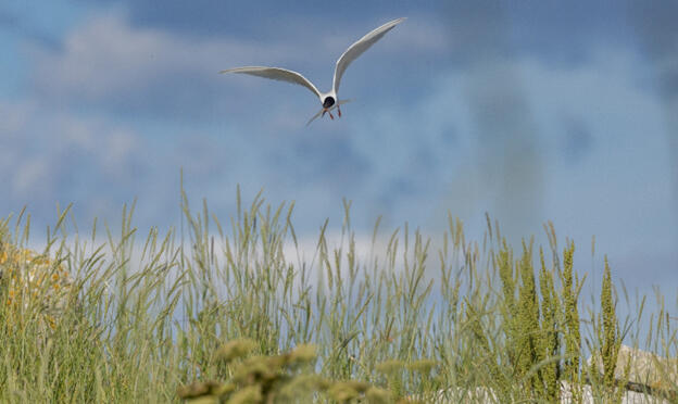 Roseate Tern flies over Stratton Island Roseate Tern flies over Stratton Island