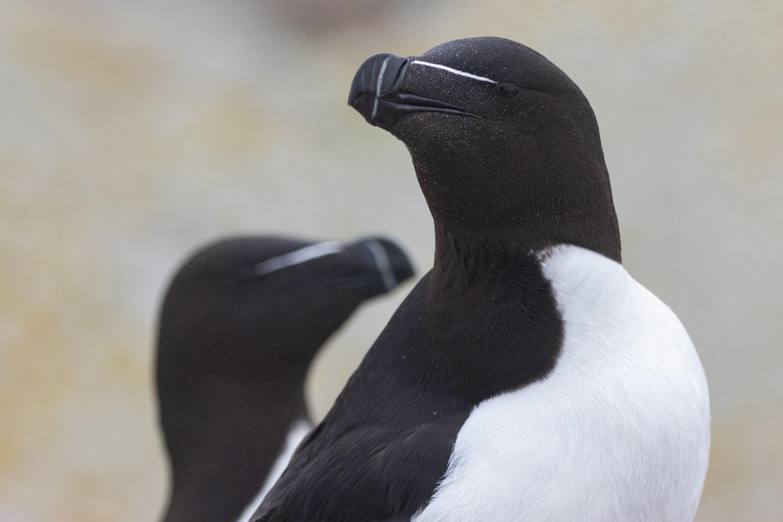 Razorbill close-up Razorbill close-up
