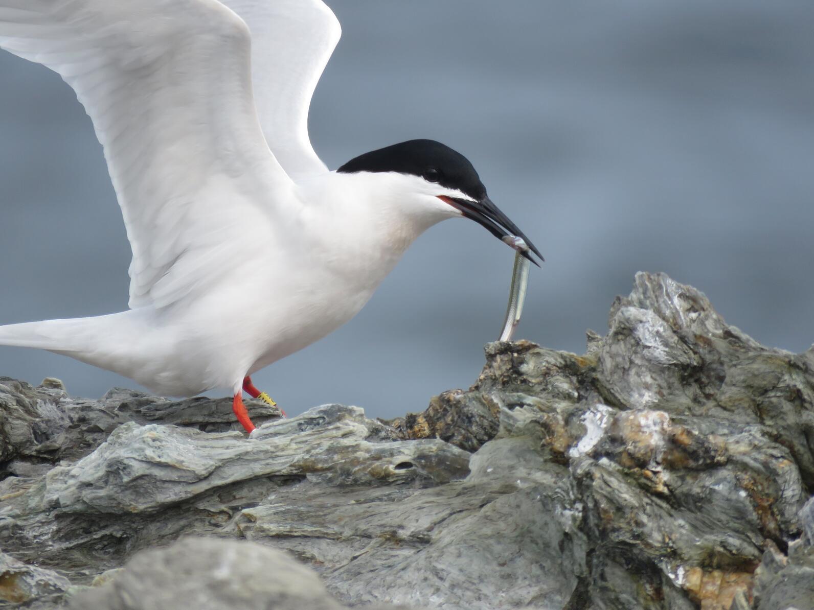Roseate Terns is confirmed to be nesting on Outer Green Island Roseate Terns is confirmed to be nesting on Outer Green Island