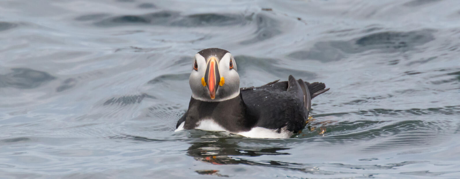Atlantic Puffin Swimming Atlantic Puffin Swimming