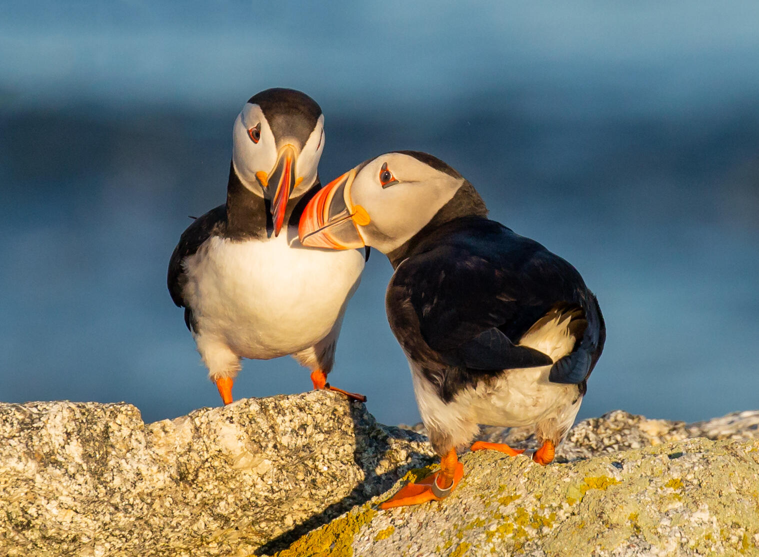 Legacy Puffins