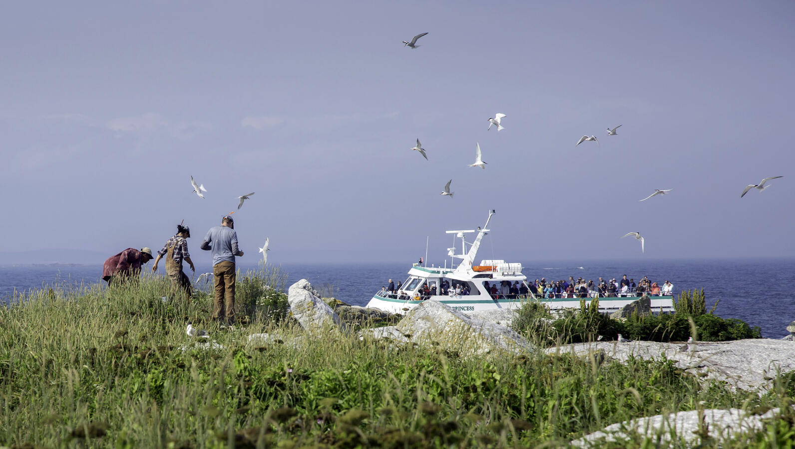 Terns circle overhead, and visitors observe from aboard as Eastern Egg Rock scientists complete surveys on the island. Terns circle overhead, and visitors observe from aboard as Eastern Egg Rock scientists complete surveys on the island.
