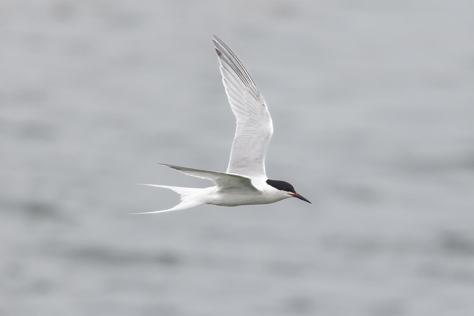 Roseate Tern Roseate Tern