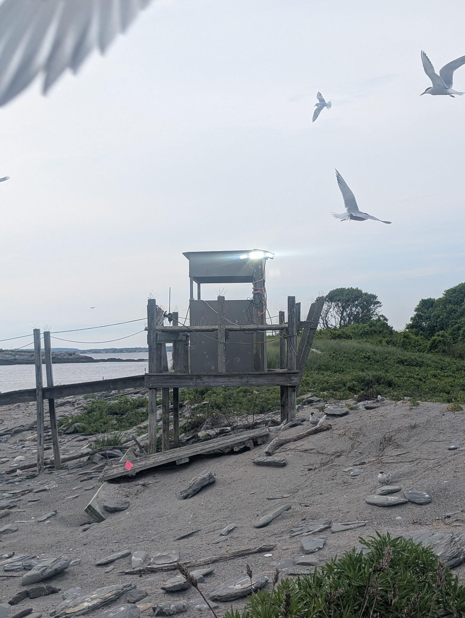 Stratton Island flood light predation prevention system - mounted on observation blind Stratton Island flood light predation prevention system - mounted on observation blind