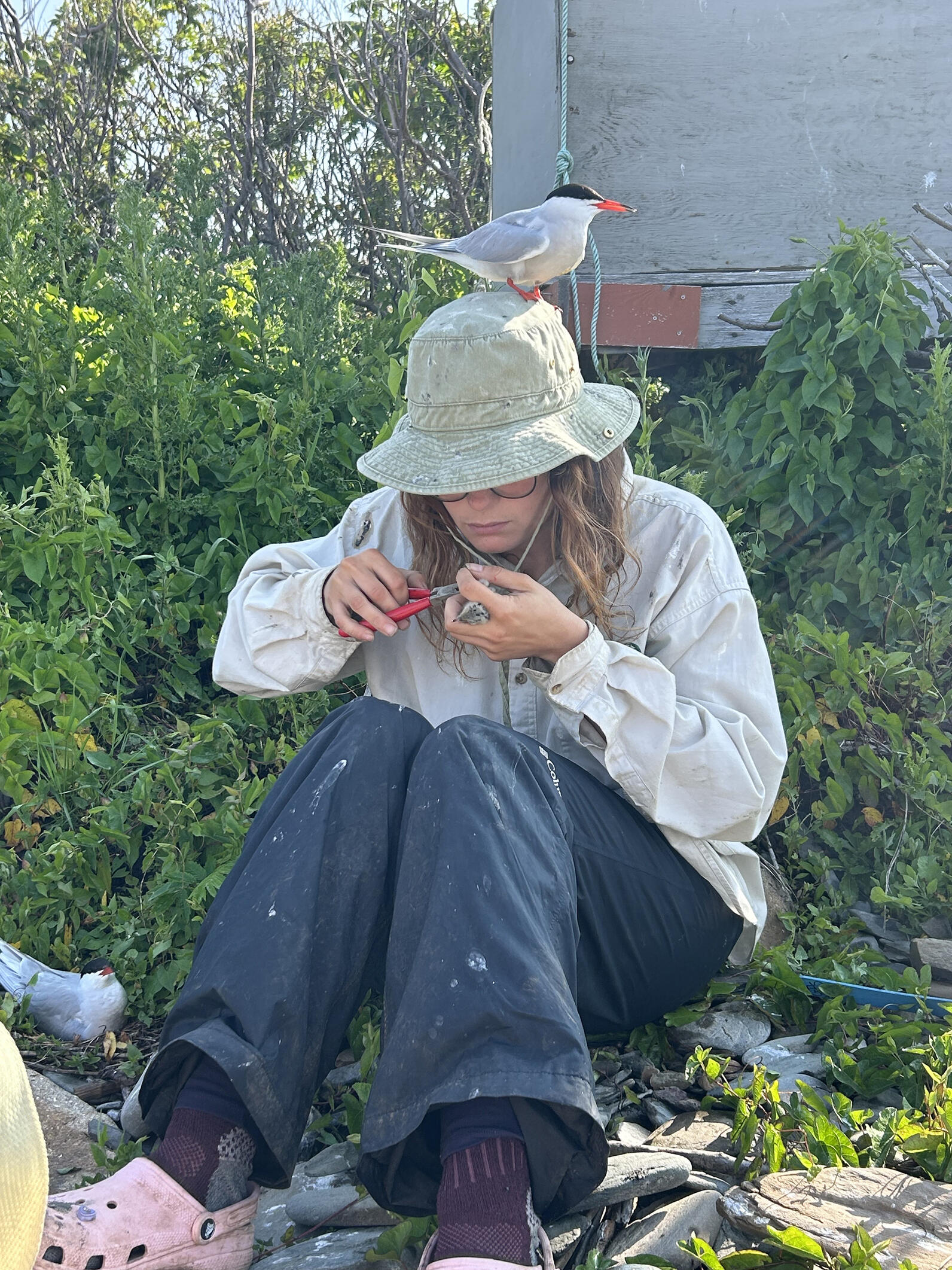 Tern perching on a Research Assistant's Head Tern perching on a Research Assistant's Head