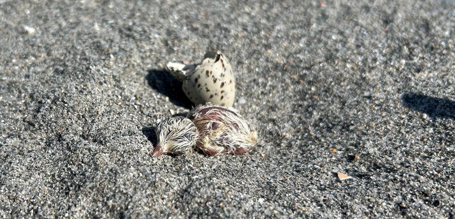Least Tern hatchling on Stratton Island Least Tern hatchling on Stratton Island