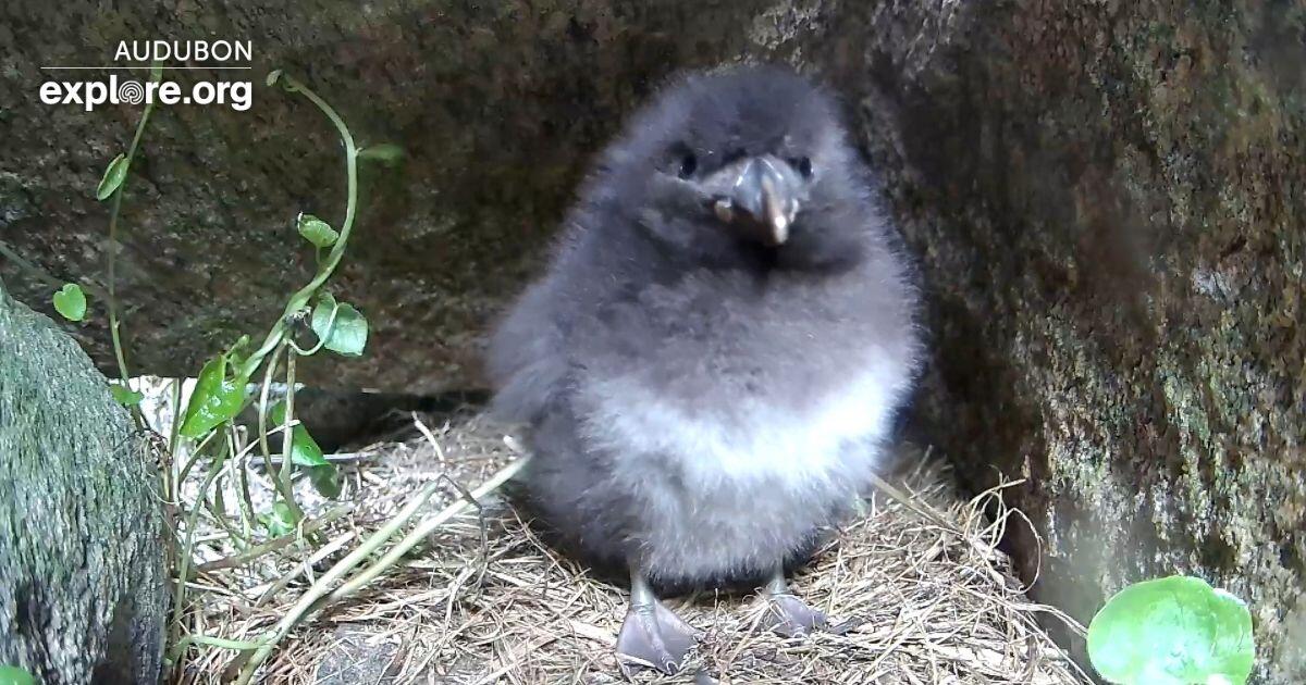 Burfle the 2025 Puffin Burrow Puffling Burfle the 2025 Puffin Burrow Puffling
