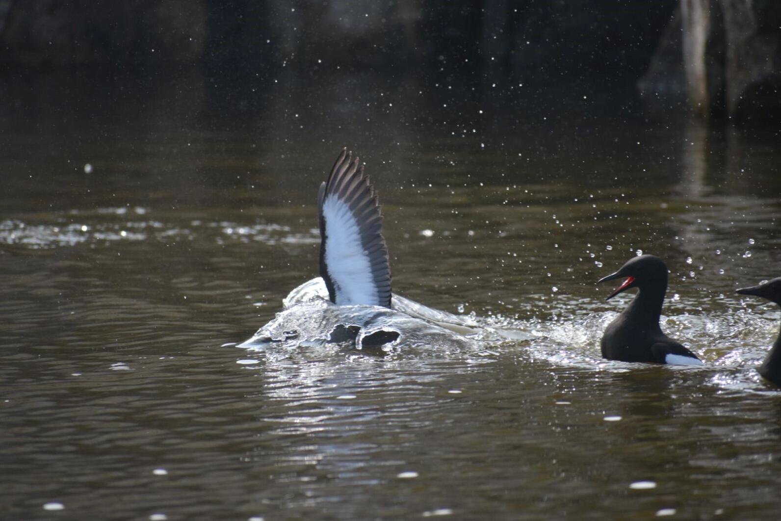 Seal Island Black Guillemots splashing in the water Seal Island Black Guillemots splashing in the water