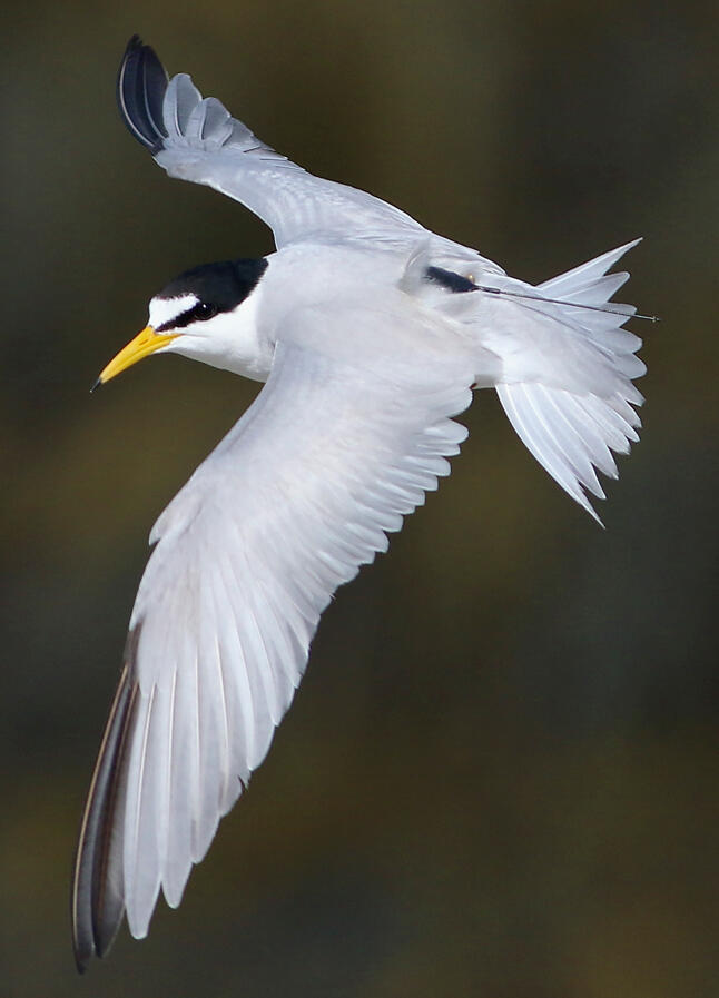 GPS tagged Least Tern