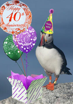 40th Anniversary Puffin