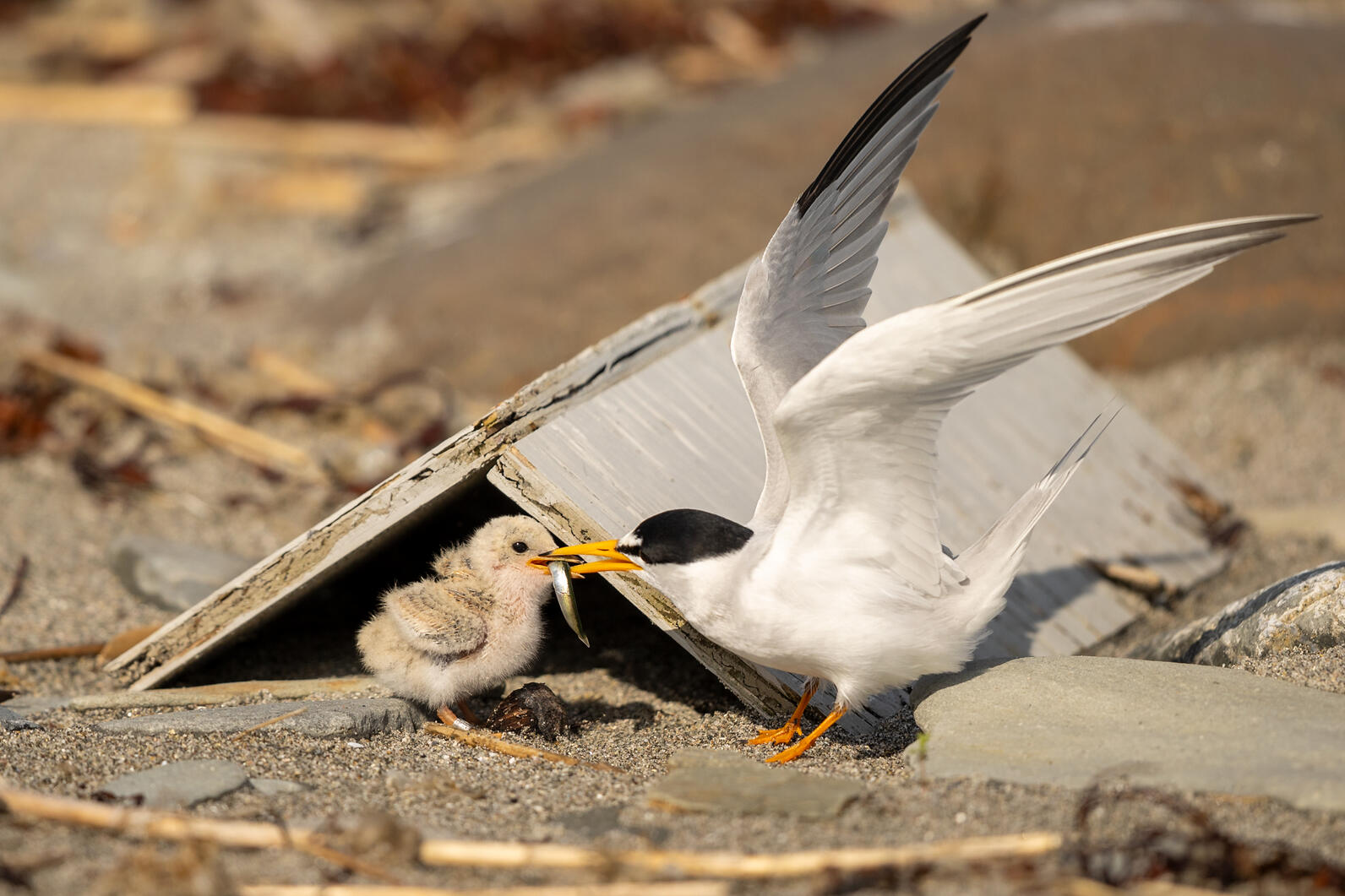 Least Tern feeding chick a meal