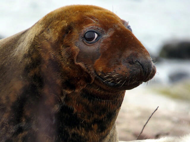 Adult female gray seal by Sue Schubel