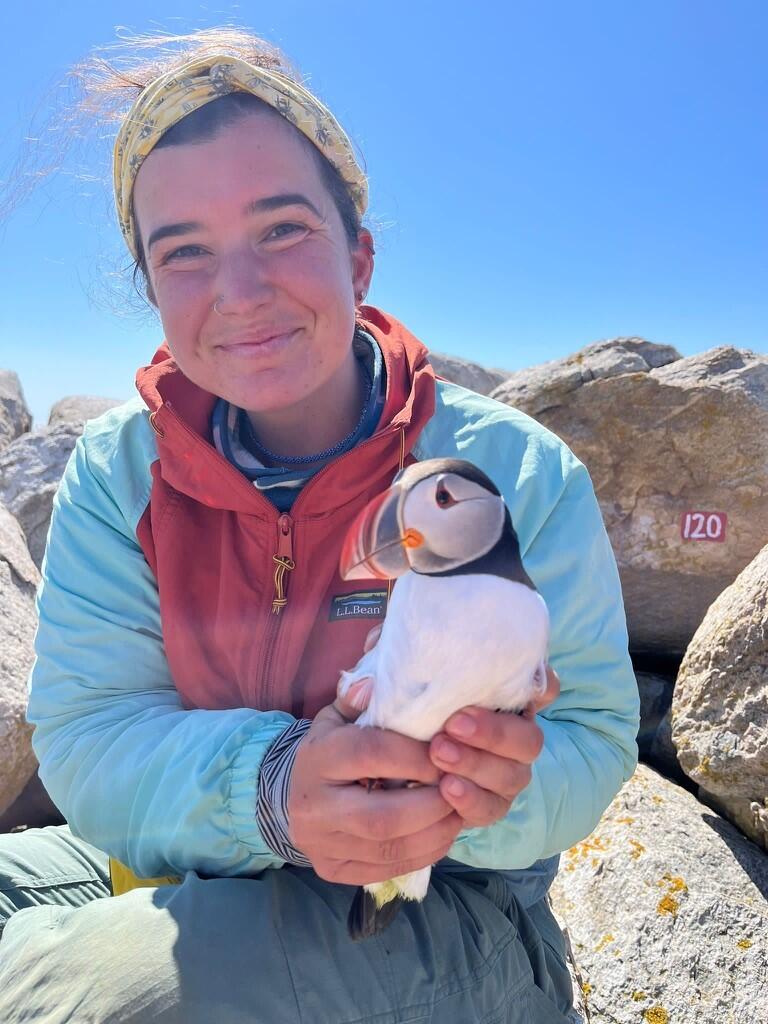 Matinicus Island Research Assistant with Atlantic Puffin Matinicus Island Research Assistant with Atlantic Puffin