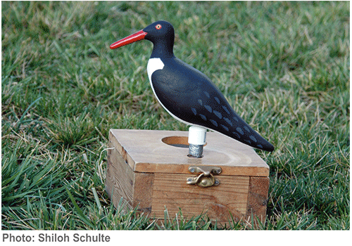 American Oystercatcher Carousel American Oystercatcher Carousel