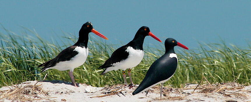 American Oystercatcher Main Page Photo