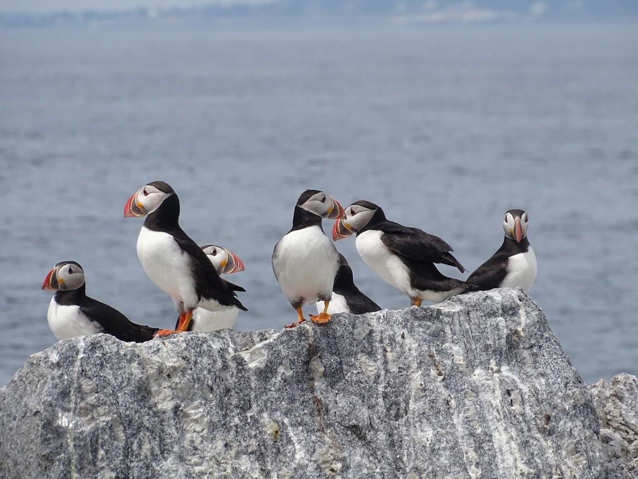 A circus of puffins loafing around Eastern Egg Rock A circus of puffins loafing around Eastern Egg Rock