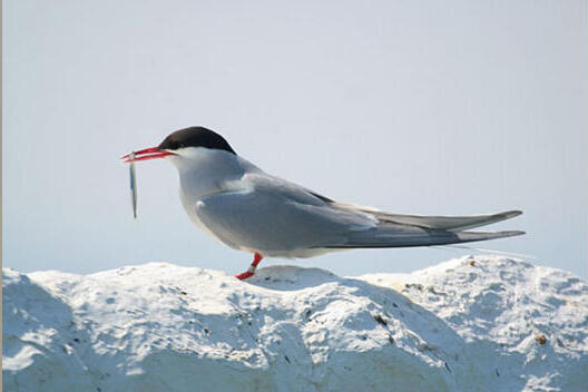 Arctic Tern Decoy Image