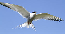 seasonal journey made by arctic terns