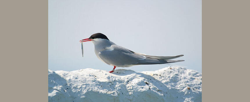 Arctic Tern by Mad River Decoy Arctic Tern by Mad River Decoy