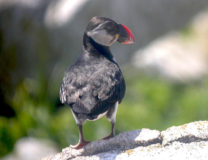 Atlantic Puffin In Winter On Land by Steve Kress