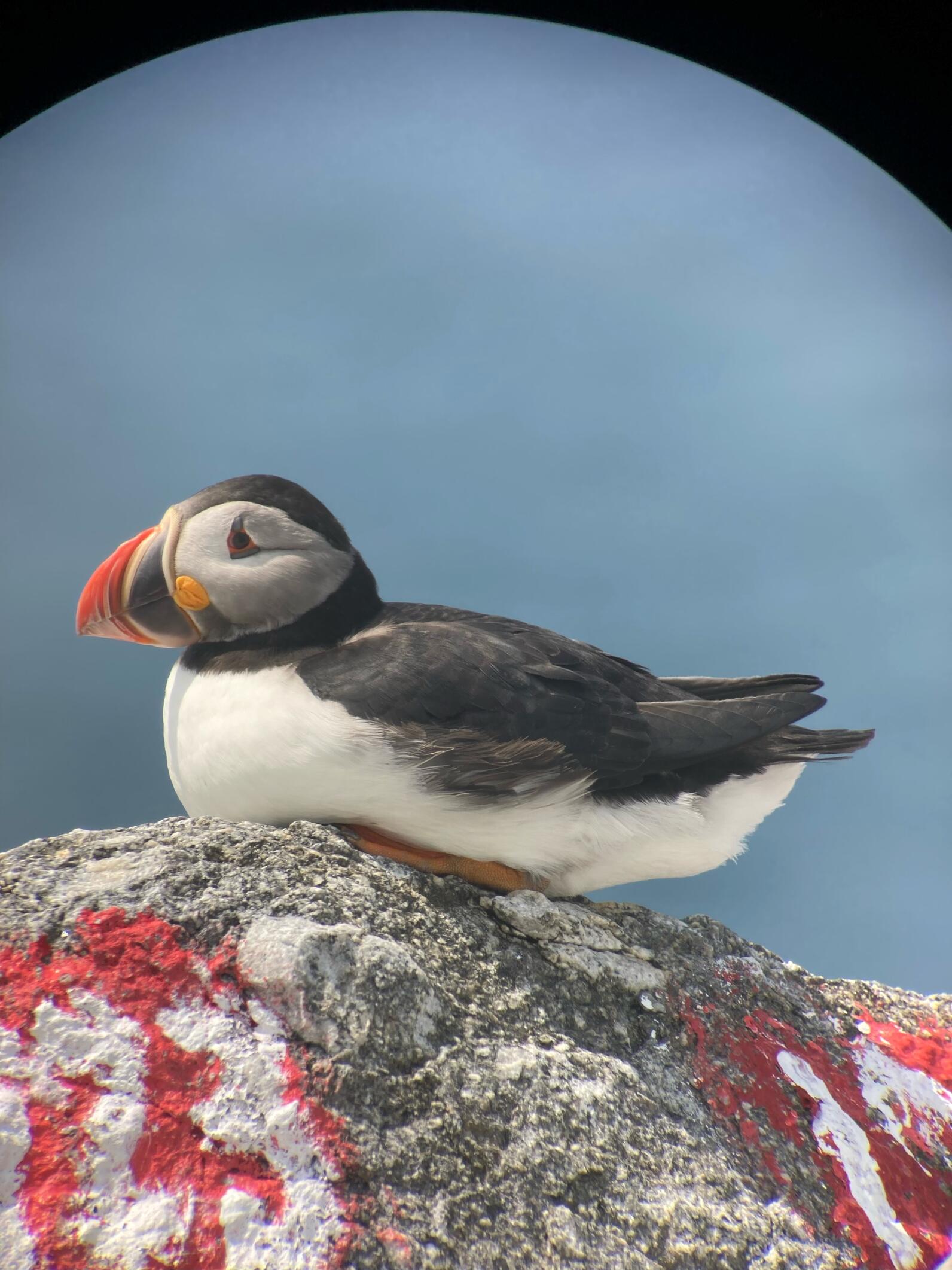 Egg Rock Atlantic Puffin on Boulder Egg Rock Atlantic Puffin on Boulder