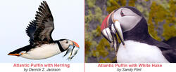 Atlantic Puffin with Herring and with Hake