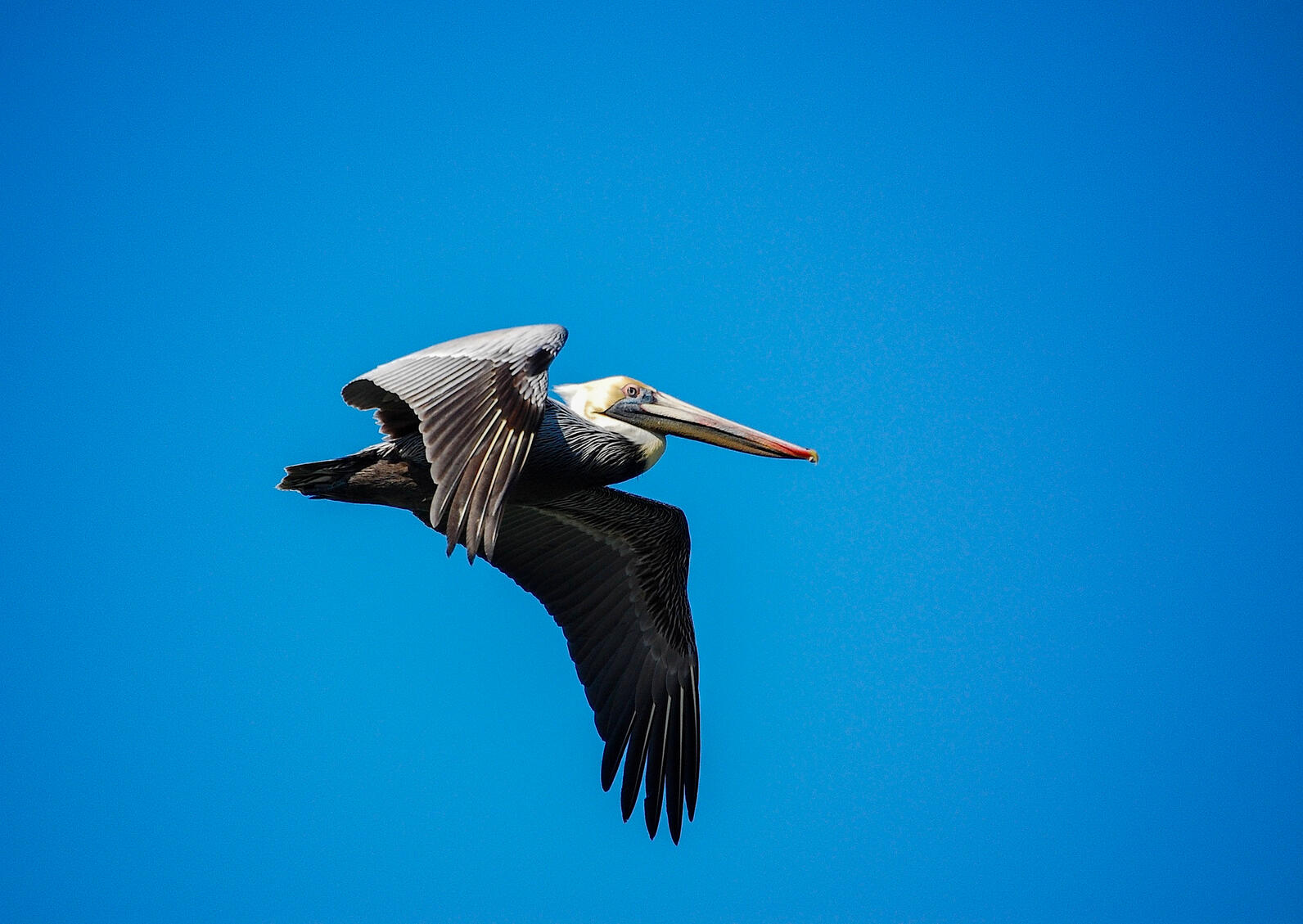 Brown Pelican Brown Pelican
