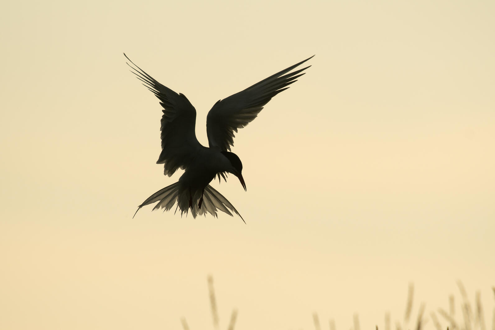 Some Gulf of Maine Seabirds have begun their winter migrations