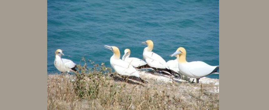 Australasian Gannet Main Page Photo