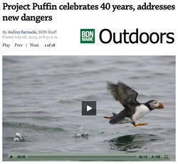 Bangor Daily News Project Puffin's 40th Article