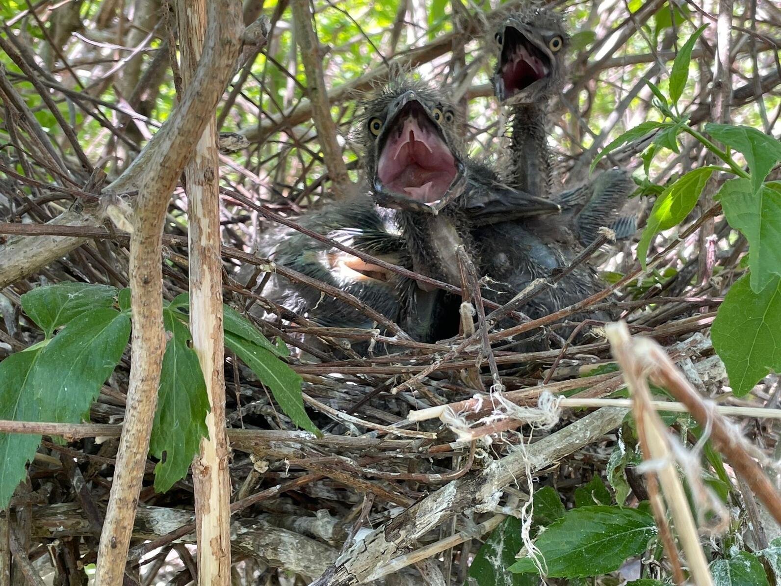Black-crowned Night Heron chick in nest