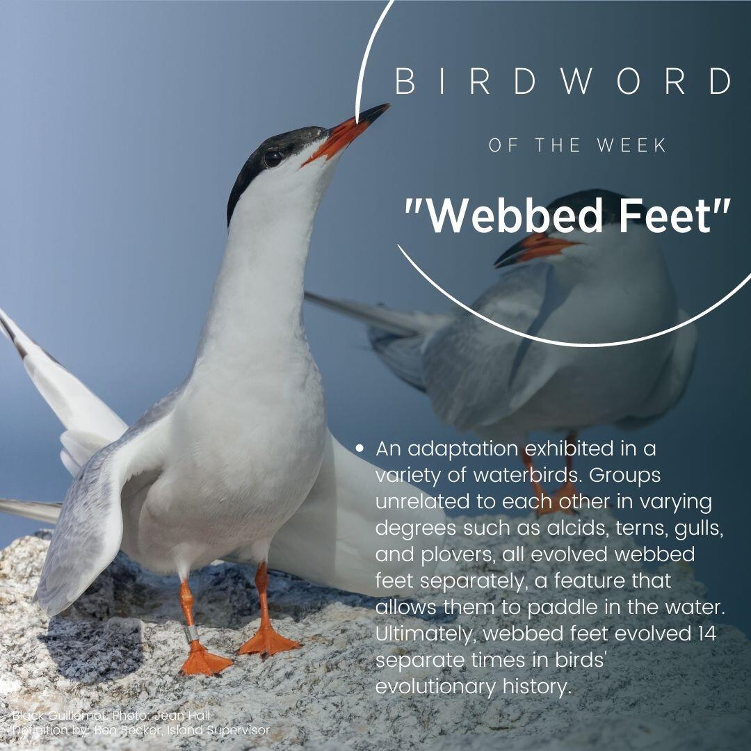 Bird Word of the Week - Webbed Feet