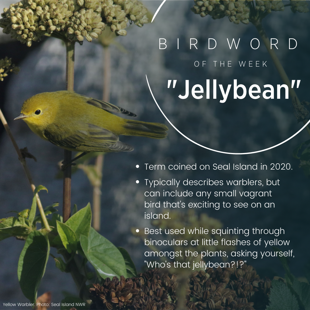 Bird Word of the Week Bird Word of the Week