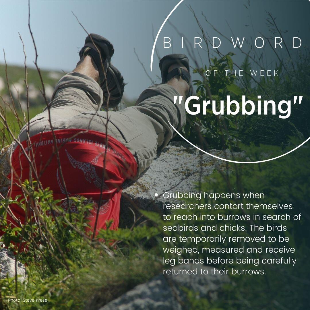 Bird Word of the Week Bird Word of the Week