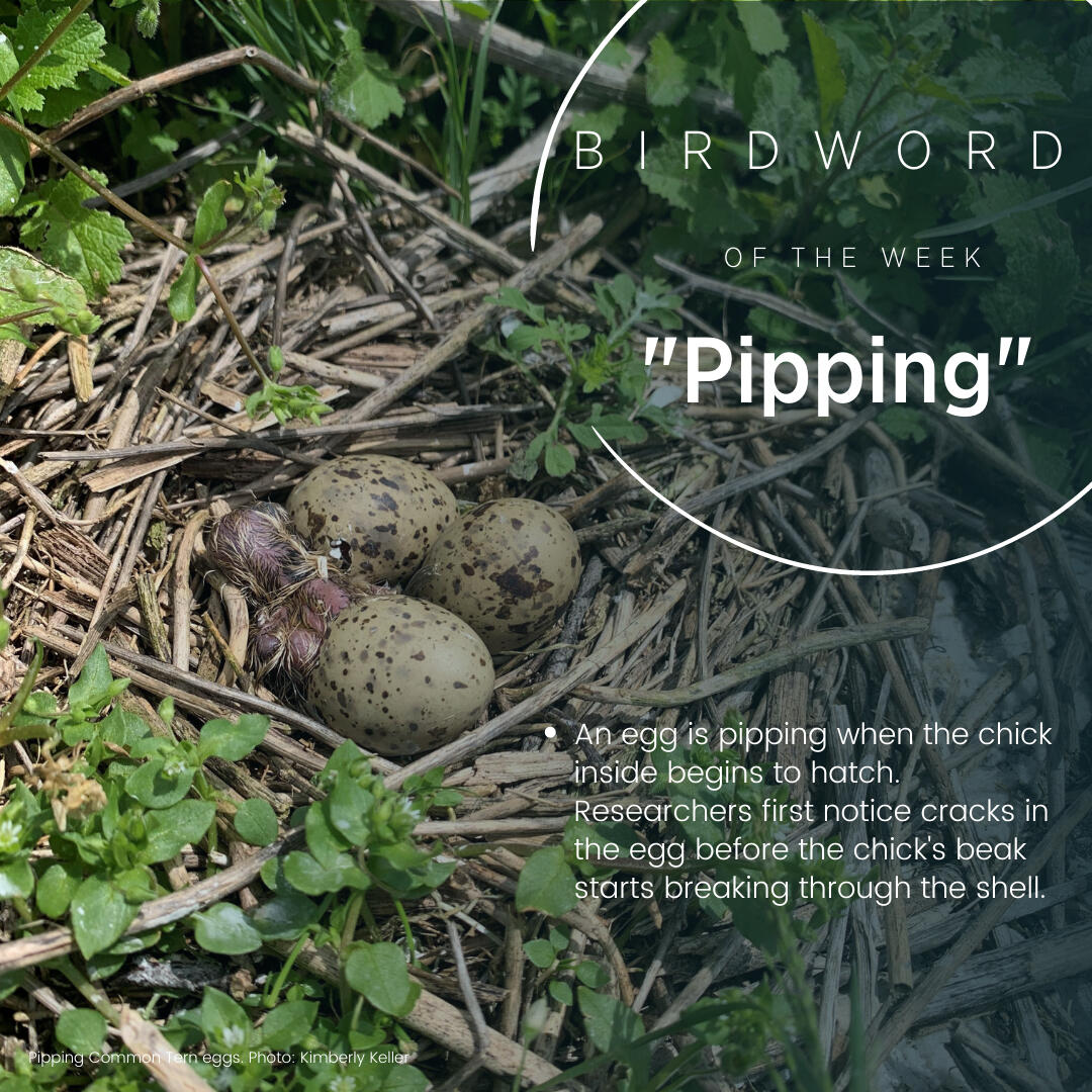 Bird Word of the Week Bird Word of the Week