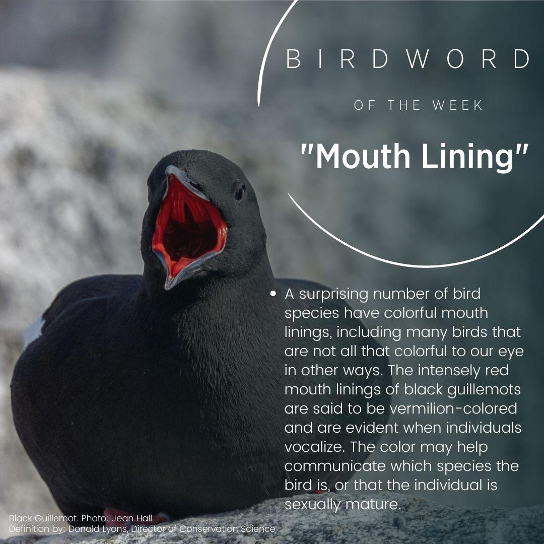 Bird Word of the Week - Mouth Lining Bird Word of the Week - Mouth Lining