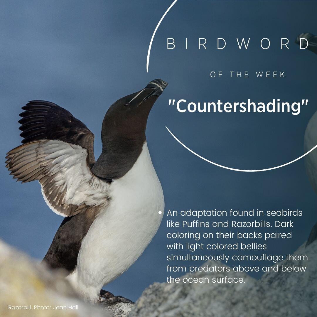 Picture of a razorbill with this weeks Bird Word