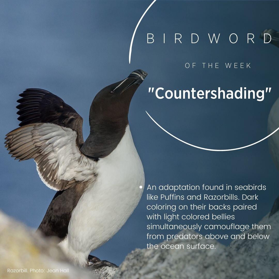 Picture of a razorbill with this weeks Bird Word Picture of a razorbill with this weeks Bird Word