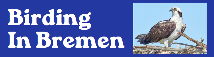 Birding in Bremen Logo Birding in Bremen Logo