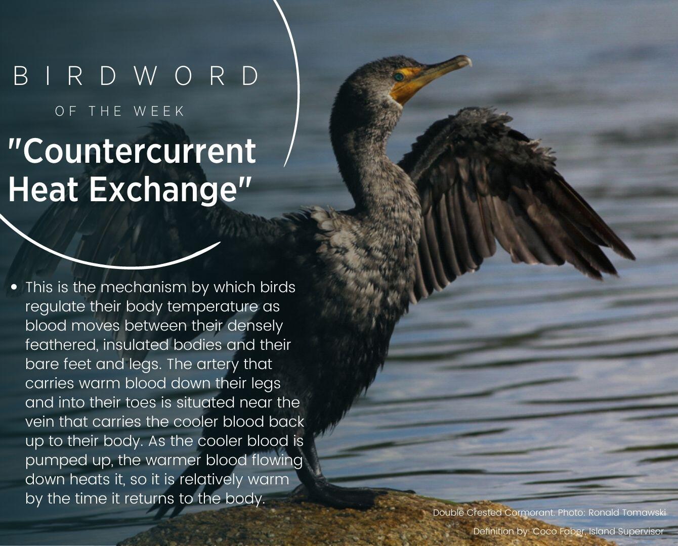 Bird Word of the Week - Countercurrent Heat Exchange Bird Word of the Week - Countercurrent Heat Exchange