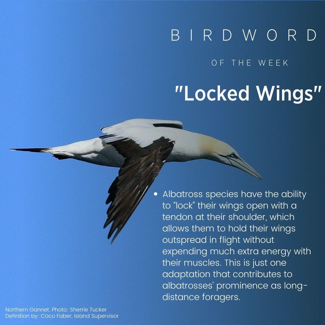 Bird Word of the Week - Locked Wings Bird Word of the Week - Locked Wings