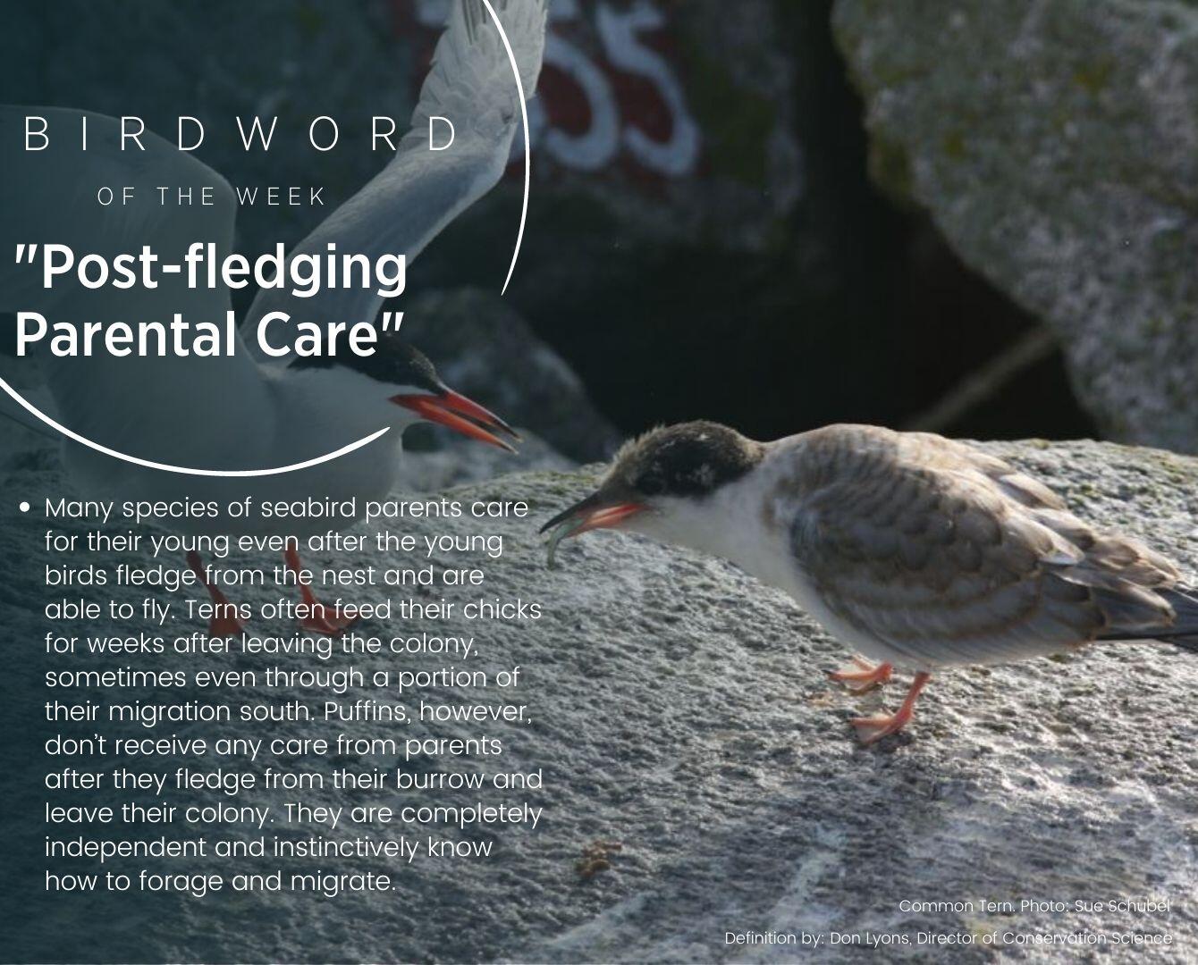 Bird Word of the Week - Post-fledging Parental Care