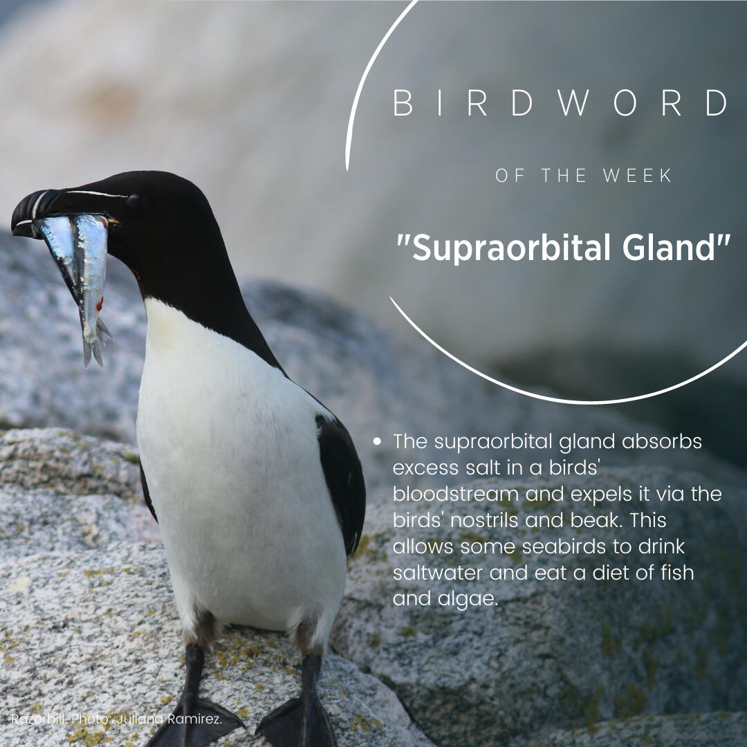 Bird Word of the Week - Supraorbital Gland